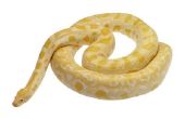 Wat zijn de gevaren van Pythons