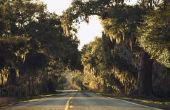 Wanneer voor het bijsnijden van een Florida Live Oak Tree?