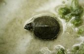 De beste Filter voor waterschildpadden
