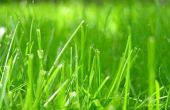 Tips voor het zaaien van graszaad