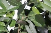 Waarom Is mijn Ficus Ginseng Fig bladeren verliezen?