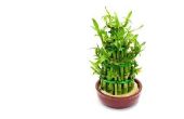 How to Save een stervende Indoor Lucky Bamboo-Plant