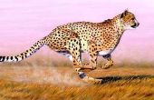 Hoe snel draait een Cheetah?