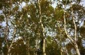 Wet op het trimmen van de takken van de boom van de buurman in New Jersey
