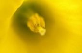 Wat Is het verschil tussen een Jonquille & een Daffodil?
