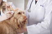 Behandeling van honden met de ziekte van Cushing