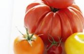 Welke tomatenplanten is geschikt voor tuinen in Michigan?