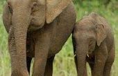 Hoe herken ik het verschil tussen Afrikaanse en Indiase olifanten