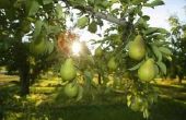 Verschillende soorten Pear bomen