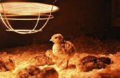 Hoe maak je een warmte Lamp voor kuikens
