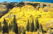 De beste plaatsen om te zien de kleuren van de herfst in Colorado