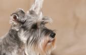 Hoe de behandeling van droge neus bij honden