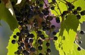 Hoe Destem druiven voor wijn