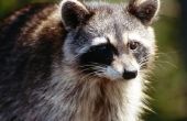How to Get Rid van Raccoons dat op de veranda kauwen