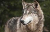 Wat Is het verschil tussen Gray & hout wolven?