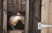 Kunnen kippen worden gehouden gesloten in een Coop voor langere periodes in de Winter?