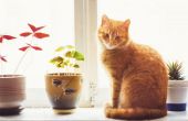 Indoor kamerplanten die gevaarlijk zijn voor katten om te eten