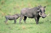 How to Raise van een Wild varken