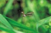 Hoe af te weren, muggen met een Plant Citronella