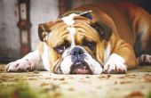 How to Take Care van een Engelse Bulldog
