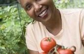 Hoe Calcium bijgeven aan een tomatenplant