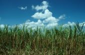 How to Grow suikerriet in Zone 5
