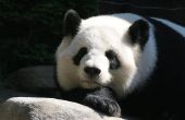 Panda projecten voor 3e leerjaar