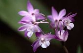 Dendrobium orchidee Propagation technieken