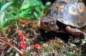 Hoe Trim een doosschildpad snavel