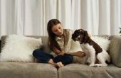 How to Train Springer Spaniel Puppies