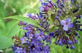 Kan een vlinder struik gedijen in een Container tuin?