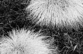 Lijst van volle zon Noninvasive Dwarf sier gras