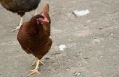 How to Build een externe nestkast op uw kippenhok