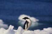 Wat soorten pinguïns zijn in Happy Feet?
