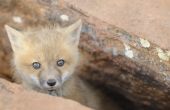 Lijst van Fox soorten