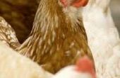 Wat betekent het voor een kip op stok?