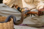 King Cobra Snake mythen