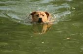 Drijvende dok accessoires voor honden