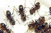 De levenscyclus van mieren