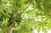Hoe lang duurt het nemen voor een Papaya boom te produceren Fruit?