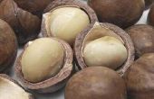 Wat zijn de gezondheidsvoordelen van Macadamia noten?