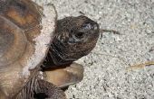 Wetten op Gopher schildpadden in de staat Florida