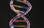 Het testen van DNA met speeksel