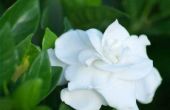 How to Make Gardenias bloeien allemaal jaar