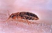 Hoe Elimineer Bed Bugs