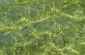 Voorkomende soorten vijver Water algen