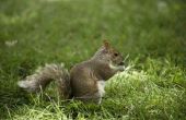 Hoe te houden van eekhoorns uit ceder gevelbekleding