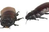 Tekenen van kakkerlakken