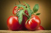 How to Grow Tomaten van betere jongen