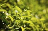 Hoe om te groeien van een Plant met groene thee